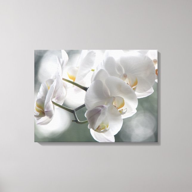 Canvas Art-White Orchids Print (Front)