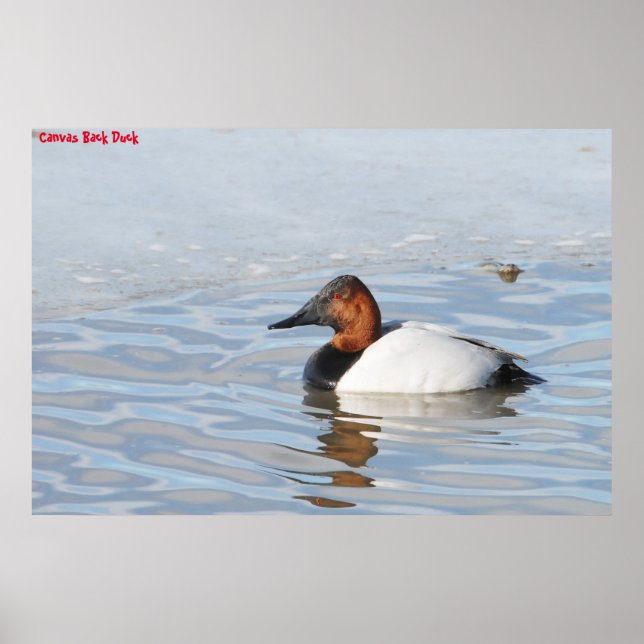 Canvas Back Duck Poster (Front)