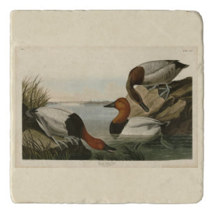 Canvas backed Duck from Audubon's Birds of America Trivet