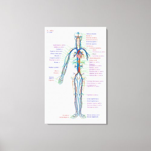 Canvas Diagram Human Circulatory System Arteries 