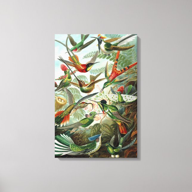 Canvas Ernst Haeckel Trochilidae Hummingbird Print (Front)