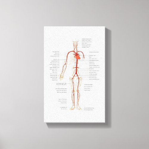 Canvas Human Circulatory System of Arteries