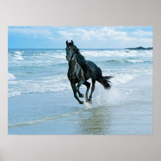 Canvas poster black horse