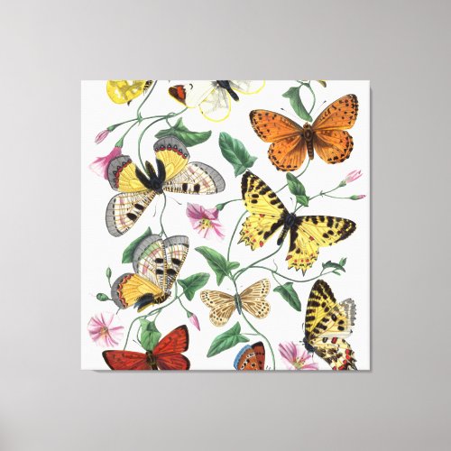  Canvas Print Butterfly Vintage Illustration  