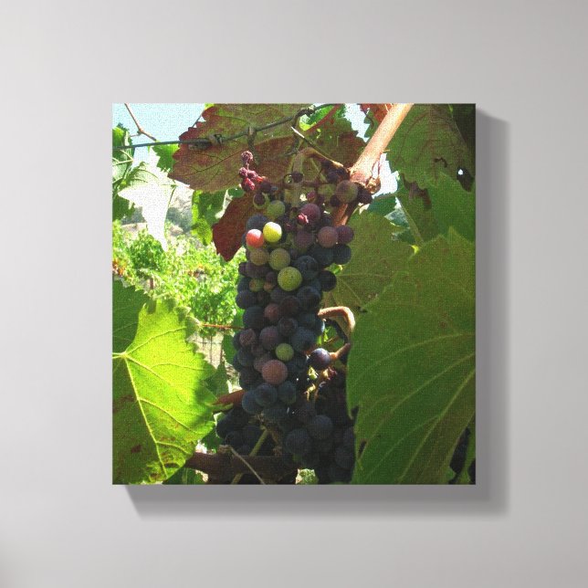 Canvas print - Cluster of grapes on vine (Front)