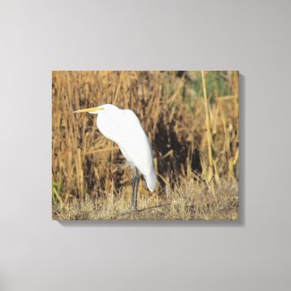 Canvas Print - Egret in Grass