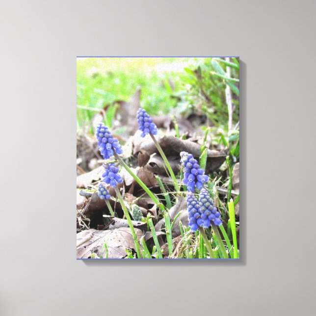Canvas Print - Grape Hyacinth (Front)