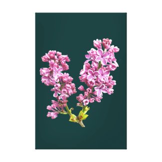 Canvas Print - Lilac Blossoms