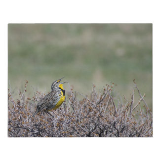 Canvas Print "Mountain Song" - Casper WY
