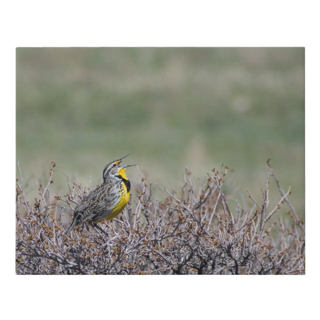 Canvas Print "Mountain Song" - Casper WY (Front)