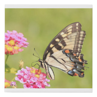 Canvas print of a tiger swallowtail butterfly