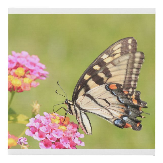 Canvas print of a tiger swallowtail butterfly (Front)