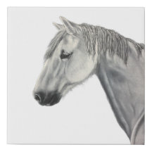 Canvas Print of White Horse