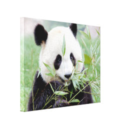 Canvas Print Photo giant panda , animals 0117.