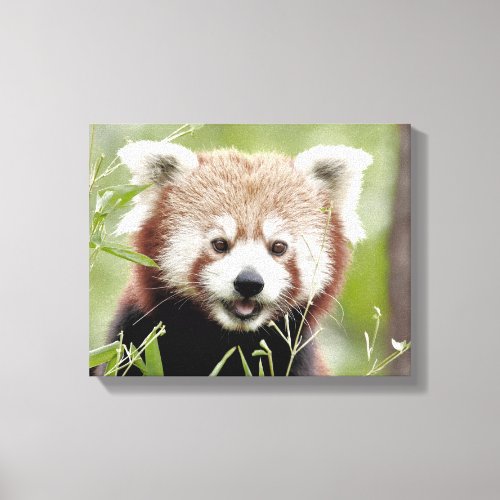 Canvas Print Photo red panda  animals 0170