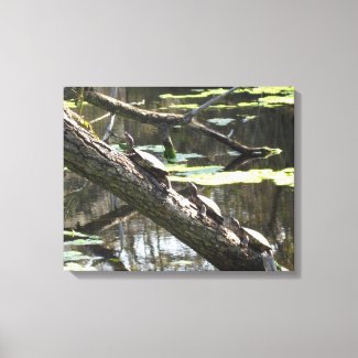 Canvas Print - Pond Turtles