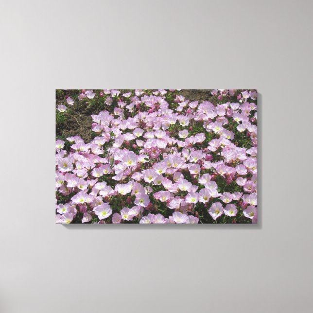 Canvas Print - Primrose Blossoms (Front)