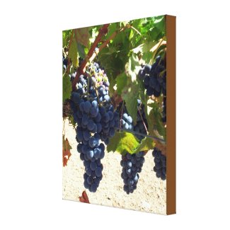Canvas Print - Purple Grapes on Vine