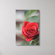 Canvas Print Red Rose Elegance Photography