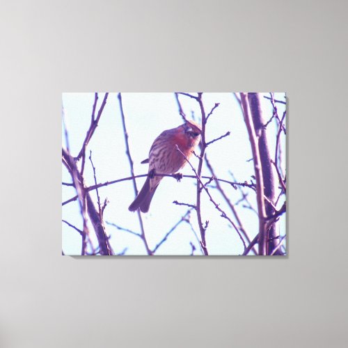 Canvas Print _ Red Sparrow in Tree