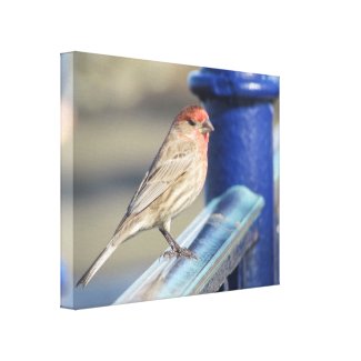 Canvas Print - Red Sparrow on Blue Fence