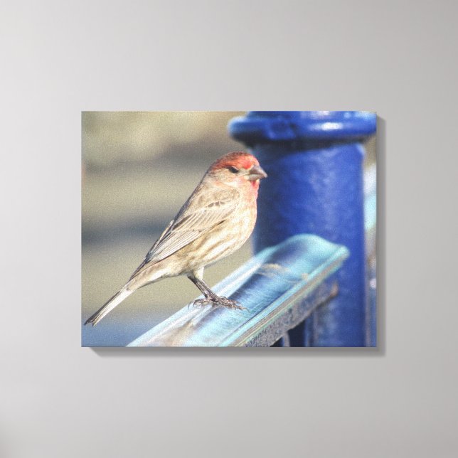 Canvas Print - Red Sparrow on Blue Fence (Front)
