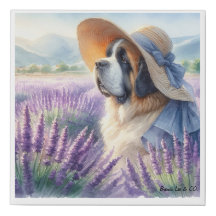 Canvas print Saint Bernard in field of lavender