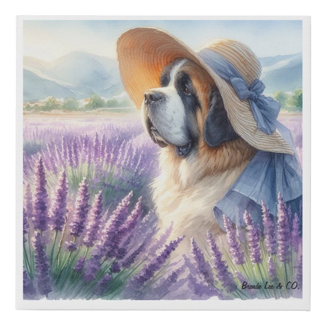 Canvas print Saint Bernard in field of lavender (Front)