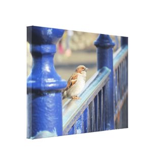 Canvas print - Sparrow on fence