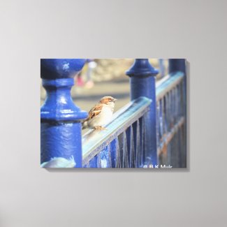 Canvas print - Sparrow on fence