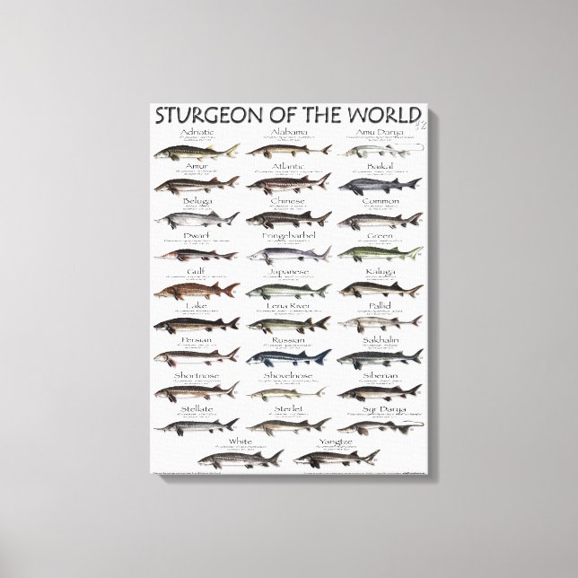 CANVAS PRINT - STURGEON OF THE WORLD (Front)