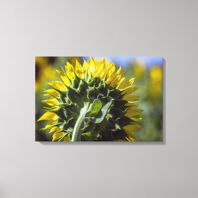 Canvas Print Sunflower Reverse Perspective (Front)