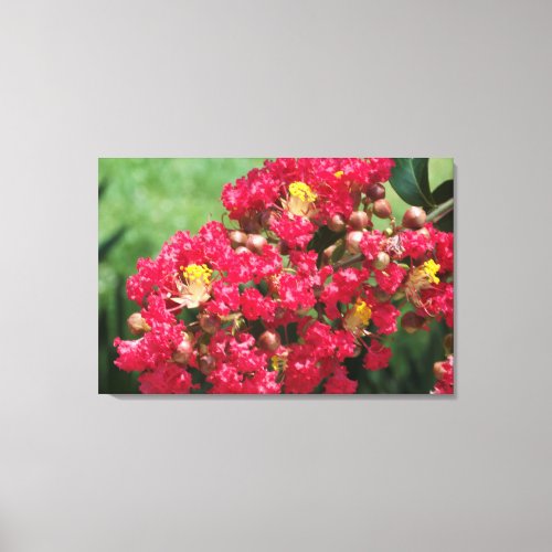 Canvas Print The Red Crepe Myrtle Bloom