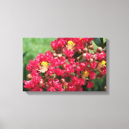 Canvas Print The Red Crepe Myrtle Bloom