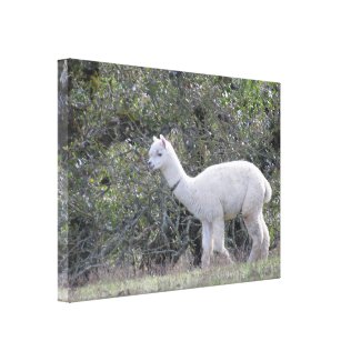 Canvas print - White Alpaca