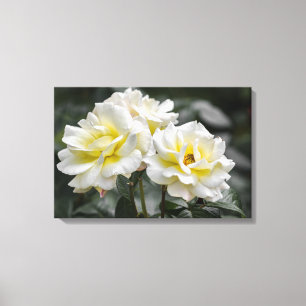 Canvas Print White Roses Photography