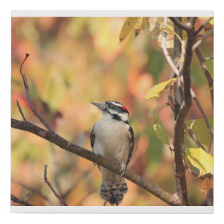 Canvas print with picture of a Downey woodpecker