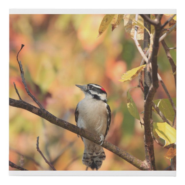 Canvas print with picture of a Downey woodpecker (Front)