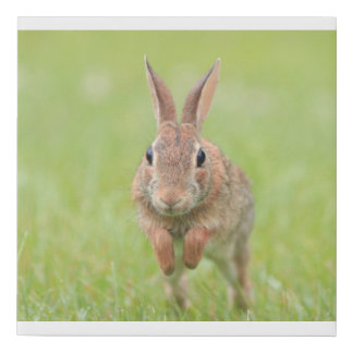 Canvas print with picture of bunny rabbit hopping