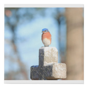 Canvas print with picture of eastern bluebird