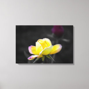 Canvas Print Yellow Rose Photography