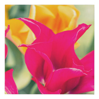canvas red yellow tulip