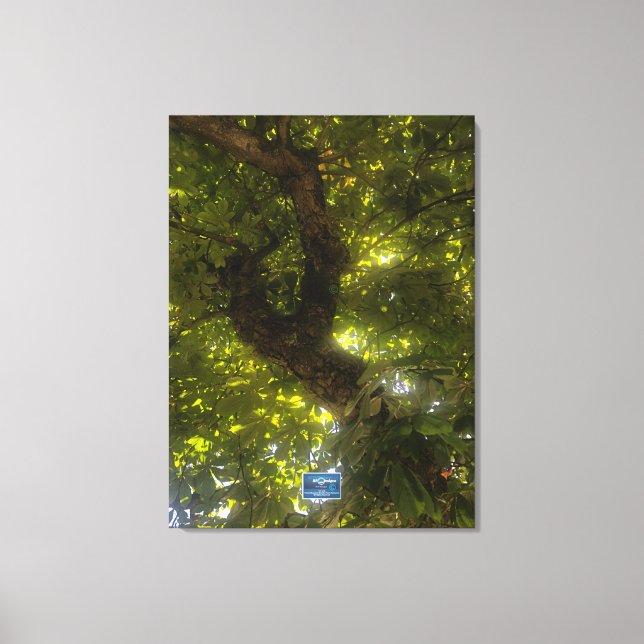 Canvas (Sun Green Tree 2) RFPMDesigns ©️2021/24 Print (Front)