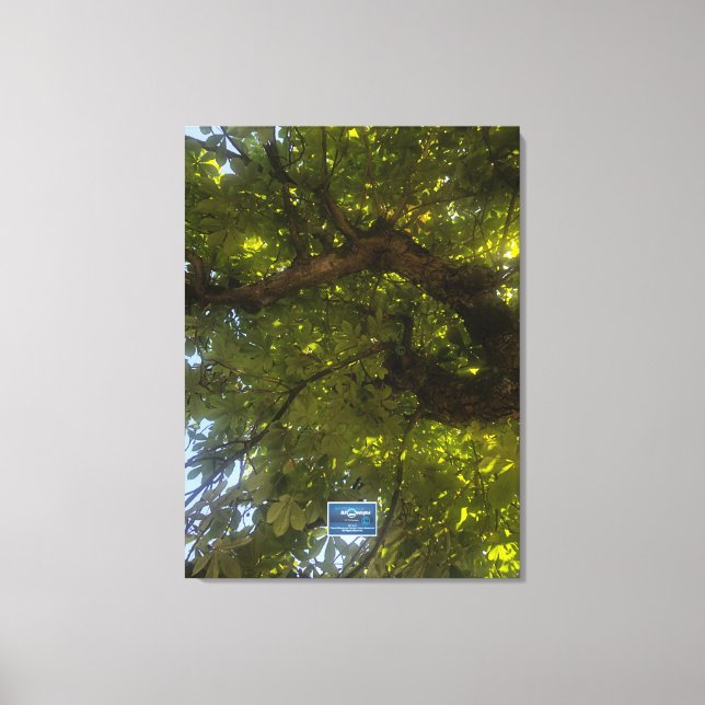 Canvas (Sun Green Tree 3) RFPMDesigns ©️2021/24 Print (Front)