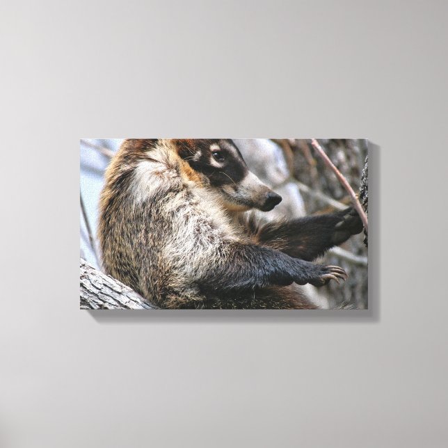 Canvas Wrap: Coatimundi #3 Print (Front)
