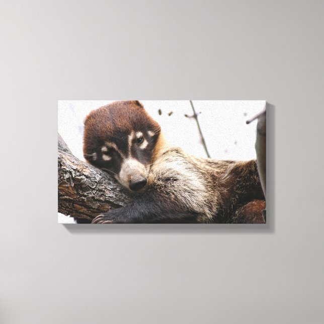Canvas Wrap: Coatimundi #4 (Front)