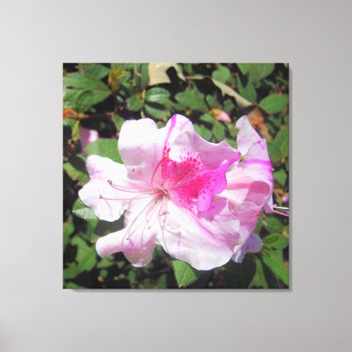 Canvas _ Wrapped _ George Taber Azalea