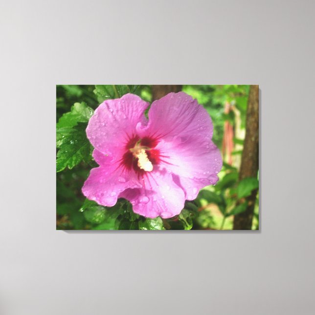 Canvas - Wrapped - Pink Rose of Sharon Print (Front)