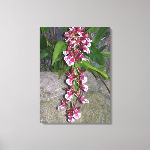 Canvas _ Wrapped _ Tolumnia Jairak Rainbow Orchid