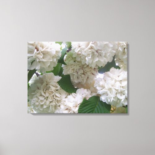 Canvas _ Wrapped _ White Hydrangeas l